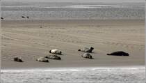 Seehunde auf einer Sandbank in der Wesermndung gegenber der Stromkaje in Bremerhaven. 24.04.2014