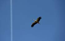 Storch ber Hochstadt am 05.05.2014.
