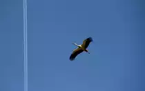 Storch �ber Hochstadt am 05.05.2014.
