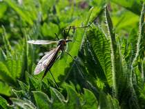 Wiesenschnake(Tipula paludosa) auf Futtersuche; 140504