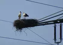 Storchenpaar in luftiger H�he, M�rz 2014