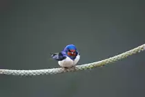 Rauchschwalbe rastet auf einem Seil. - 11.05.2014