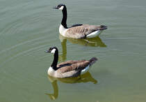 Meergnse im Wassergraben von Schlo Gracht in Erftstadt-Liblar - 17.04.2014