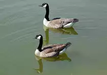 Meerg�nse im Wassergraben von Schlo� Gracht in Erftstadt-Liblar - 17.04.2014