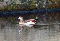 Nilgans an der Wasserburg Redinghoven in Erftstadt-Friesheim - 19.03.2014