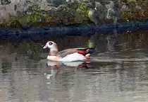 Nilgans an der Wasserburg Redinghoven in Erftstadt-Friesheim - 19.03.2014
