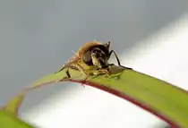 Schwebfliege auf einem Blatt im Garten - 16.04.2014