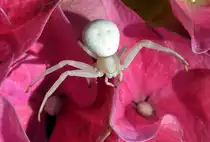 Wei�e Spinne auf Bl�te - 23.04.2014