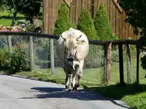 Kuh unterwegs auf der Strasse in Heiden am 16.08.2009