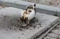 Troja am 9. Mai 2014: Eine Katze versucht zu essen, w�hrend die Ameisen fleissig - man h�tte 'ameisenfleissig' sagen k�nnen - darauf arbeiten, ihren Teil der Beute zu bekommen.