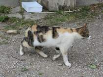 Katze in Troja am 9. Mai 2014.