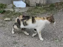 Katze in Troja am 9. Mai 2014.