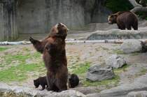 Kamtschatkabrfamilie    Tierpark Hagenbeck Hamburg  03.05.2014