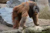 Sumatra-Orang-Utan    Tierpark Hagenbeck Hamburg  03.05.2014