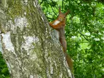 F�r dieses Baumh�rnchen war das Fotoshooting ein unvergessliches Erlebnis. Belgien, Province du Luxembourg, auf dem RAVEL Radweg der fr�heren Bahnlinie 164: Bastogne (B) - Wiltz (L). 15.05.2014 