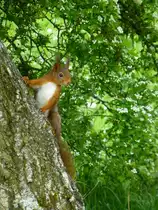 F�r dieses Baumh�rnchen war das Fotoshooting ein unvergessliches Erlebnis. Belgien, Province du Luxembourg, auf dem RAVEL Radweg der fr�heren Bahnlinie 164: Bastogne (B) - Wiltz (L). 15.05.2014 