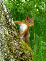 F�r dieses Baumh�rnchen war das Fotoshooting ein unvergessliches Erlebnis. Belgien, Province du Luxembourg, auf dem RAVEL Radweg der fr�heren Bahnlinie 164: Bastogne (B) - Wiltz (L). 15.05.2014 