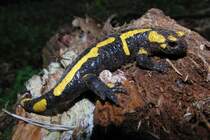 Feuersalamander, fotografiert am 18.05.2014 in einem Waldgebiet bei Bischwind a.R.