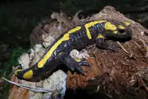 Feuersalamander, fotografiert am 18.05.2014 in einem Waldgebiet bei Bischwind a.R.