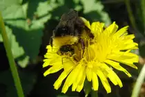 Eingest�ubte Hummel auf einer L�wenzahnbl�te,fotografiert am 25.04.2014