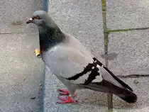 Straßentaube (Columba livia forma domestica), hält nicht viel von weggeworfenen Zigarettenkippen; 140521