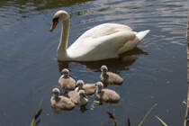  Der diesjhrige Schwanennachwuchs vom Ueckermnder Strandweg ist erst wenige Tage alt. - 25.05.2014