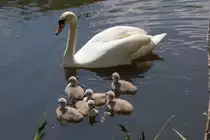  Der diesj�hrige Schwanennachwuchs vom Ueckerm�nder Strandweg ist erst wenige Tage alt. - 25.05.2014