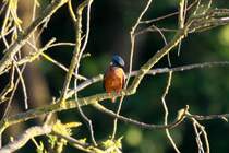 Beim Spaziergang um den Ratzeburger Kchensee entdeckte ich diesen Eisvogel; 31.05.2014