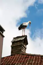 Ein Wei�storch auf einem Schornstein in Ribeauville (Elsass) ; 24.05.2014