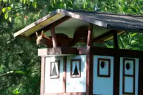 Unser Eichh�rnchen  Fritzi  ist ein Hausbesetzer! Ratzeburg,31.05.2014