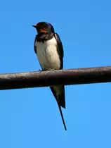 Schwalbe am 25.05.2014 an der Nordseek�ste.