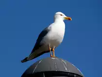 M�ve am 18.04.2014 im Hafen von La Coruna.