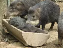 Auch im Futtertrog des Br�nner Zoos schl�ft es sich ganz gut.