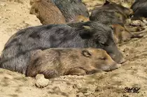 Ruhende Wildschweine im Br�nner Zoo.