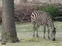Zebra im Br�nner Zoo. (02.06.2012)