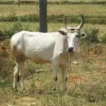 Hier sieht man eines der heiligen Zebus in S�dindien,Februar 2011, das mir vor die Kamera gelaufen ist.