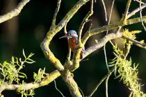 Ein Eisvogel am Ratzeburger K�chensee; 01.05.2014