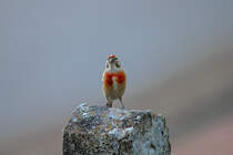 Bluthnflingprchen wechselt sich auf ihrem Stammplatz ab. - 02.06.2014