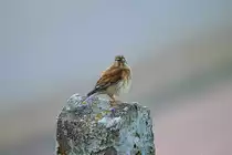 Bluth�nflingp�rchen wechselt sich auf ihrem Stammplatz ab. - 02.06.2014