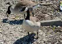 Kanadagans am Rheinufer bei K�nigswinter - 03.05.2014