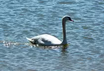 Schwan im Rhein bei Niederdollendorf - 03.05.2014