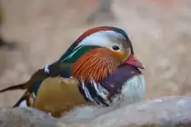 Mandarinente in einer Voliere eines Hotelkomplexes in Bellin. - 11.05.2014