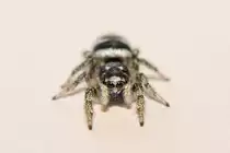 7 mm grosse Zebraspringspinne beim Fingertwist mit ihren Spinnf�den. - 09.06.2014