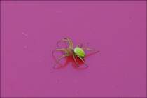 . Diese Grne Huschspinne wollte am 06.06.2014 unseren Gartentisch nicht verlassen.