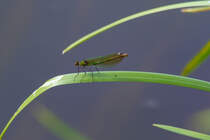 Prachtlibelle schaukelt auf einem Schilfblatt. - 08.06.2014