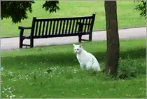 Eine wei�e Katze im Park von Colchester Castle. 08.06.2014