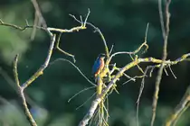 Ein Eisvogel auf eine abgeknickten Weide am Ratzeburger K�chensee; 04.06.2014