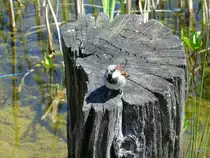 Ein Kleiner Frecher Spatz (Sperling) in Konstanz am 02.05.2007