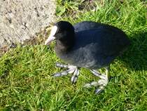 Ein Blsshuhn(Fulica atra),(auch Blesshuhn oder Blessralle genannt).
Gesehen im Juni 2014 am Mhlenkolk in Neuenhaus.
