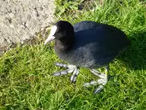 Ein Bl�sshuhn(Fulica atra),(auch Blesshuhn oder Blessralle genannt).
Gesehen im Juni 2014 am M�hlenkolk in Neuenhaus.